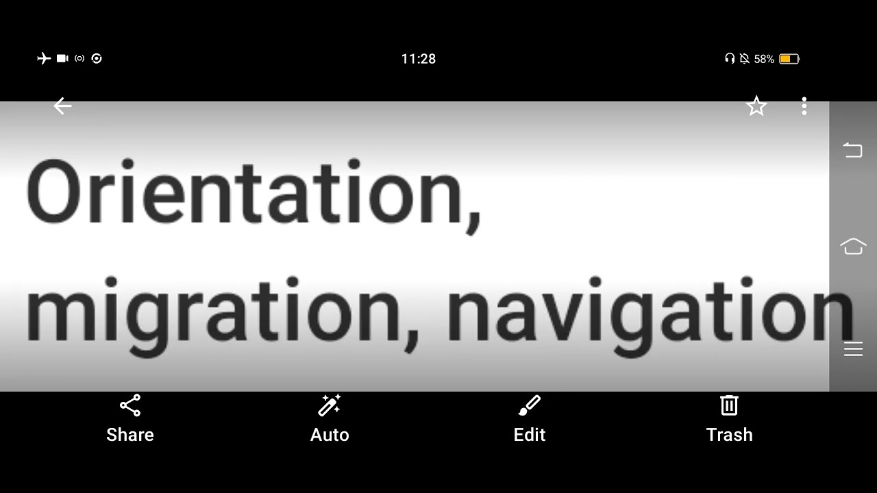 orientation, migration and navigation - ethology lesson