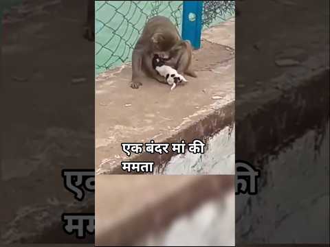 एक बंदर मां की ममता ll #monkey #animals #shorts