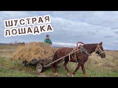 25 Доп. требования к движению гужевых повозок, а также прогону животных