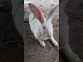 Subhan allahshorts cute rabbit nature satisfying viral baby rabbitlifestyle babies bunny