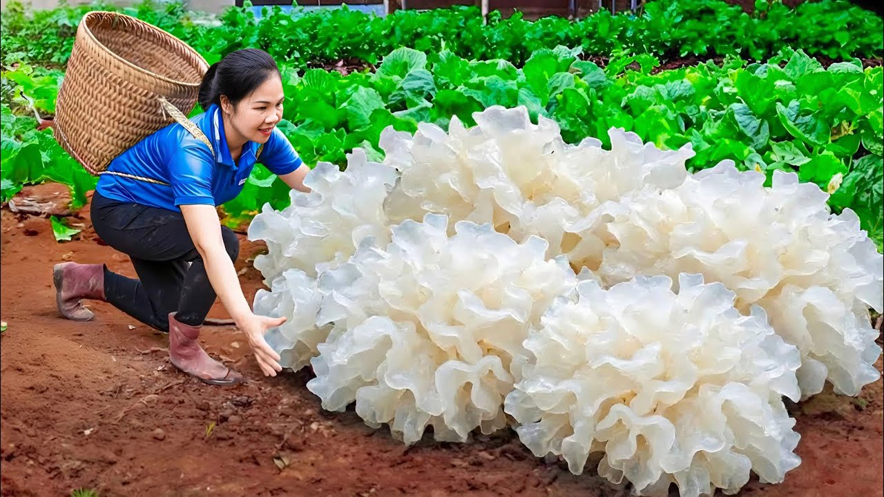 Harvesting 1000+ Giant Black Fungus & Go to Market Sell | Rare Harvest in the Forest | Cutting ASMR