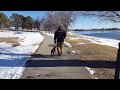 6-Month-Old Pit Bull, Asher! Best Dog Training in Colorado. 6-Month-Old Pit Bull, Asher! Best Dog Training in Colorado.