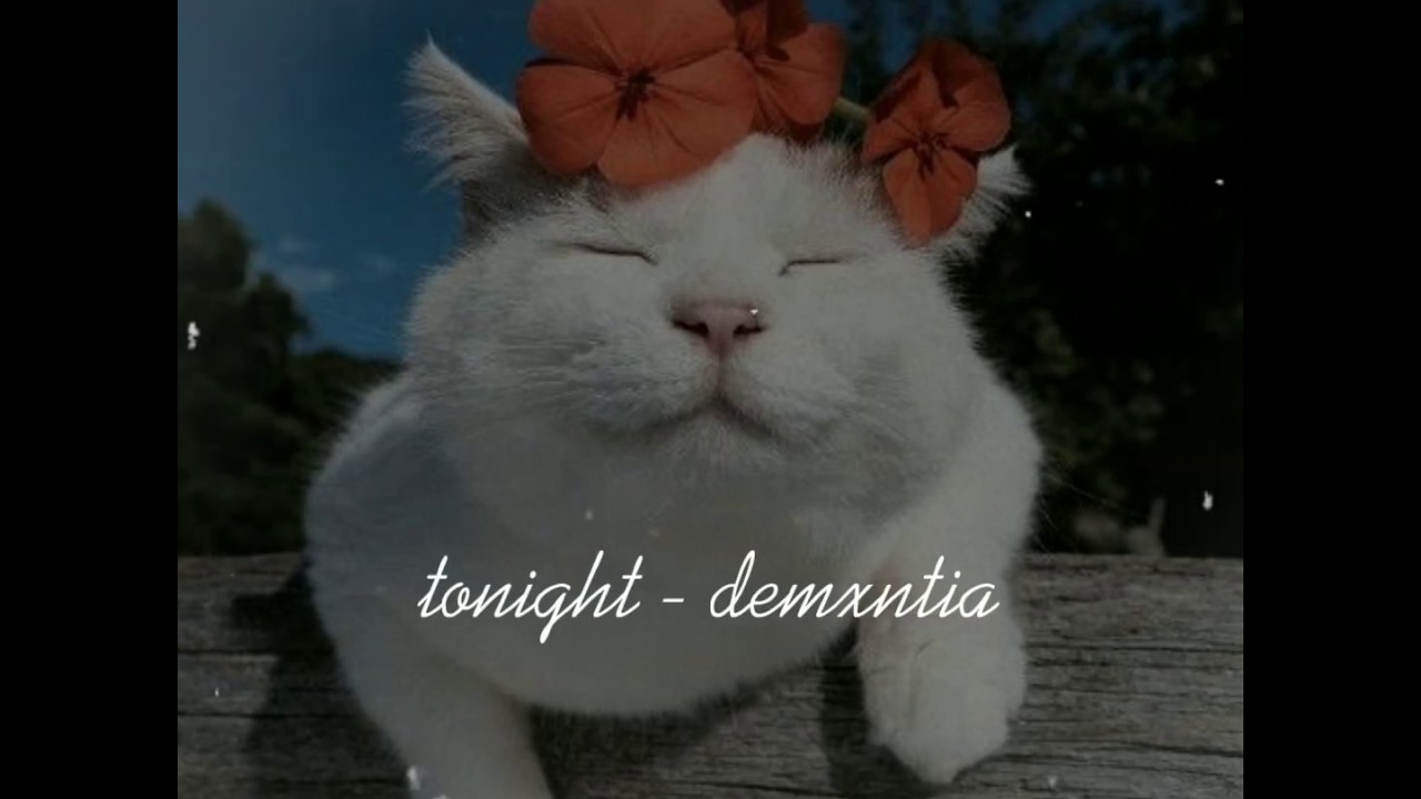 [LYRIC VIDEO]🌙✨ tonight - demxntia ✨ | 𝚜𝚞𝚞𝚗𝚒𝚎 ✨🌈
