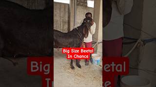 8989290247 #chance ke #bakre #Punjabi #beetal #bakra #vilayati &amp; #Karnataka available in #Hyderabad