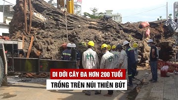 Đưa cây đa hơn 200 tuổi lên trồng trên núi Thiên Bút ở Quảng Ngãi