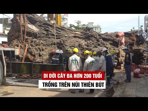 Video Đưa cây đa hơn 200 tuổi lên trồng trên núi Thiên Bút ở... - youtube
