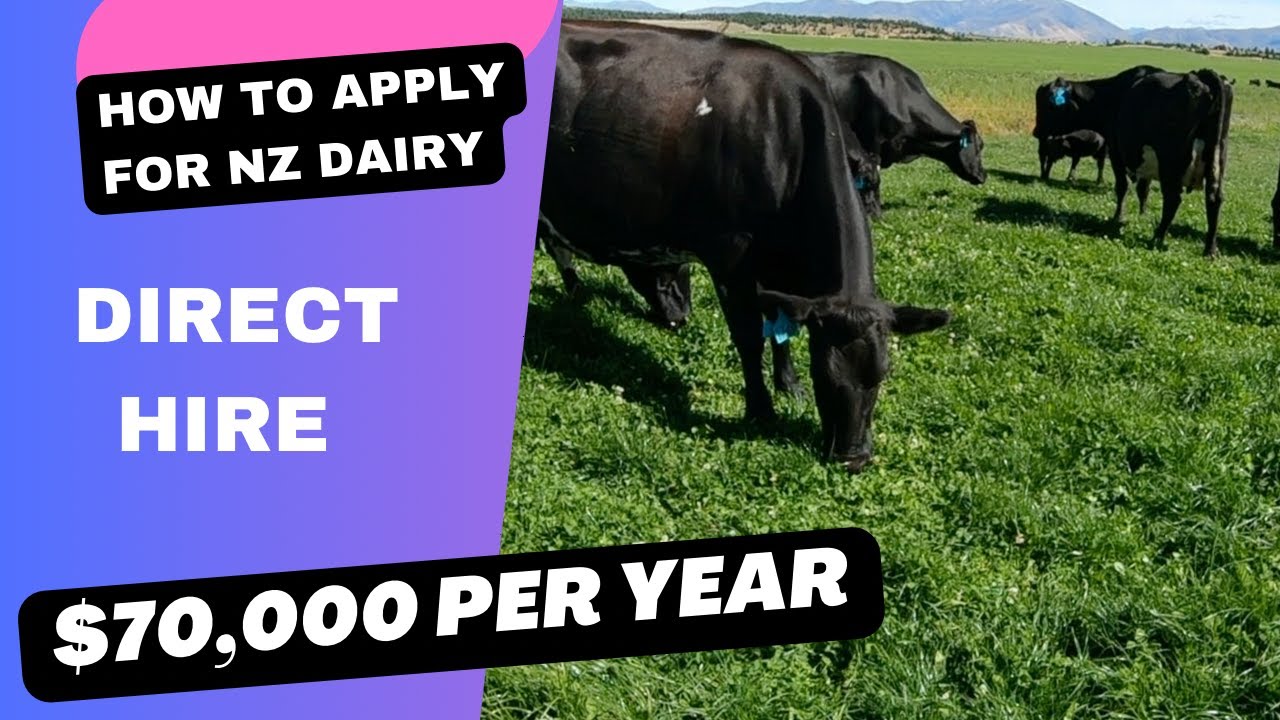 How to come in NZ dairy farm / How to apply for NZ dairy farm / Farm life in NZ / BM channel