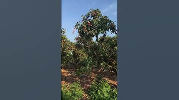 Tham quan vườn vải Lục Ngạn