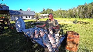 картинка: АМУРЫ как ПОРОСЯТА , ПОЙДУТ на БАЛЫК. ТИХАЯ ЖИЗНЬ ЧЕЛОВЕКА СРЕДИ ЛЕСА. №359