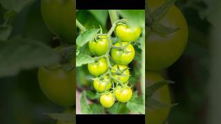 Pruning tomato plants#gardening#plants#Shorts#youtubeshorts