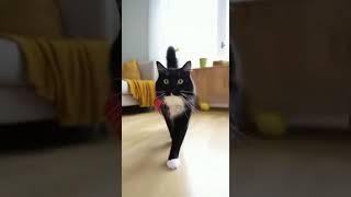 Epic Cat Fails (With Style): Try Not to Laugh!”  #funnycat #failarmy #animalcomedy #sora2 #shorts
