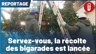 Servez vous, la récolte des bigarades est lancée