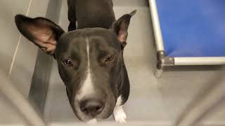 acs A689983