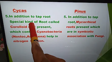Comparison of Cycas and Pinus