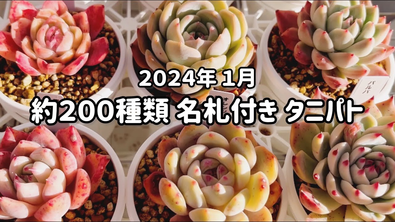 約200種🌵名札付きタニパト📛 約3週間屋根無し雨晒し放置ぎみで