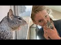 Woman adopts 'aggressive' special needs squirrel