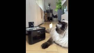 Just a water fountain? No way. Fursink is my CATFLIX. 😼📺