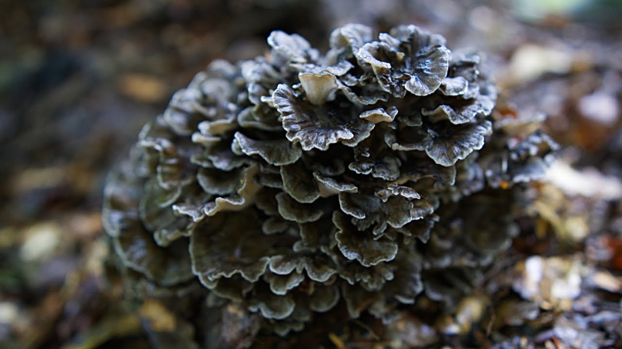 天然キノコ 黒マイタケ 1キロ 上物　採れたて 天然キノコ 黒マイタケ 1キロ 上物 採れたて 天然舞茸1kg【10月上旬