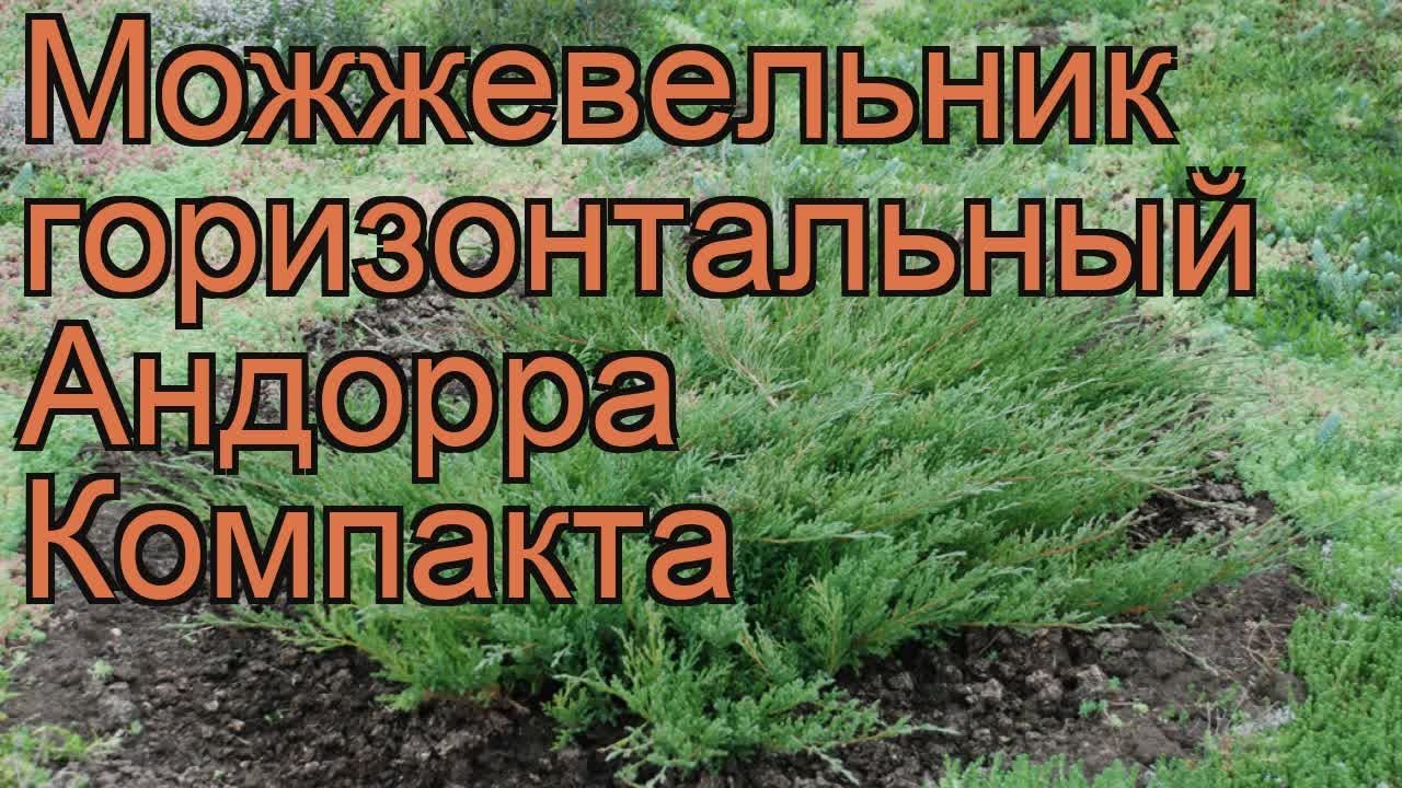 Можжевельник горизонтальный Андорра Компакта 🌿 обзор: как сажать ...