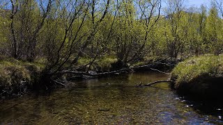 Sound recording of a calm river and birds singing