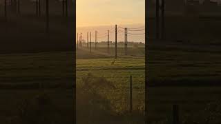 Poranek na wsi, marzenia się spełniają #zycienawsi