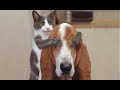 Funniest Animal Moments 2023 😂 Funniest Cats and Dogs 🐶😸 Ep 16 | Cute Buddy