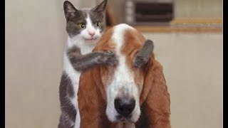 Funniest Animal Moments 2023  Funniest Cats and Dogs  Ep 16 | Cute Buddy