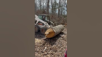 🪵 BOBCAT MOVING MASSIVE 8FT OAK LOGS 🪵