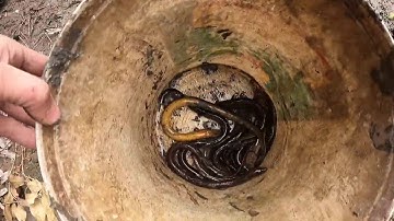 Những Video Săn Bắt Cá Và Sinh Tồn Tuyệt Vời Được Camera Ghi Lại