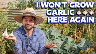 How I Grow Garlic For High Yield And No Disease