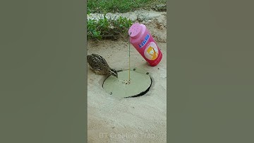 Create Amazing Trap - Quail Trap #Creative bird trap #shorts
