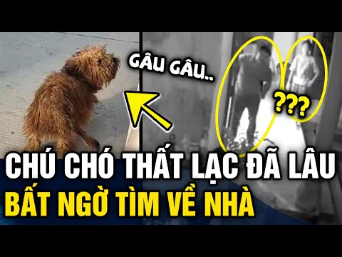 Video Lạc mất chó cưng 6 tháng trời 'HẾT HY VỌNG', bất ngờ... - youtube
