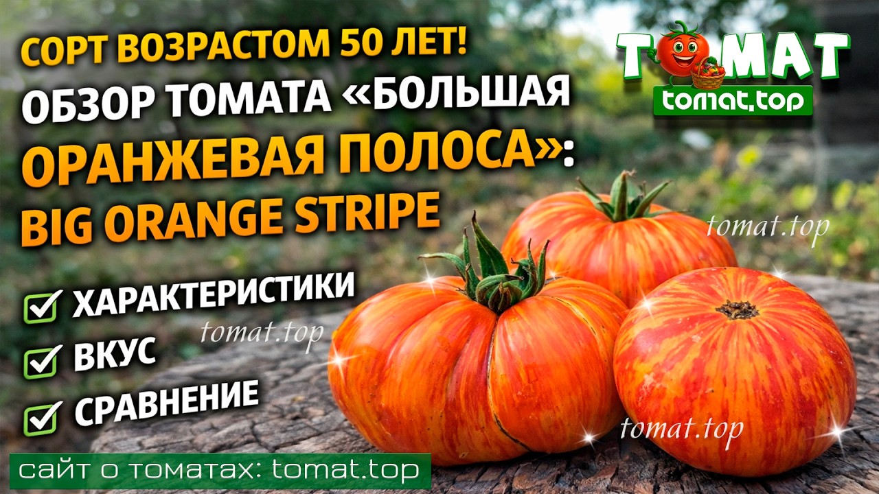 Сорт возрастом 50 лет! Обзор томата «Большая Оранжевая Полоса»: характеристики, вкус, сравнение