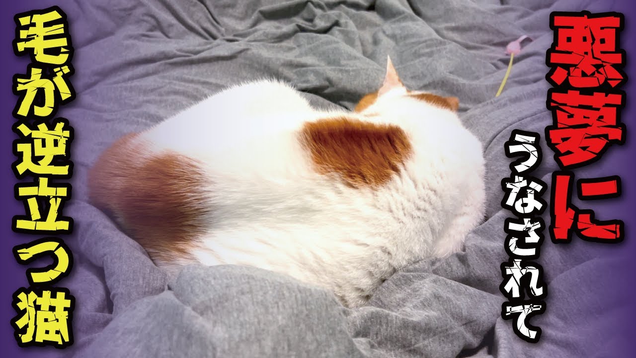 I helped a cat having a nightmare [Cat speaking in Kansai dialect