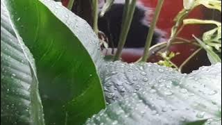 Video Slow Motion Tetesan Air Hujan
