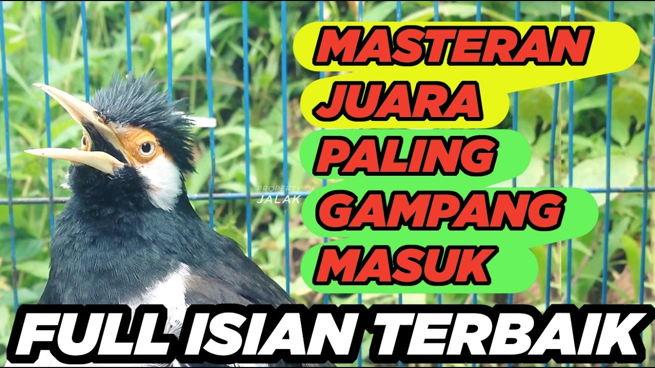 Burung Jalak Suren Isian Unik Gacor Full Isian Tembakan Mewah Tengkek Buto