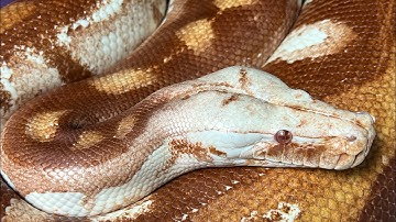 Blood Pythons - Misunderstood GEMS! BubbleGum4