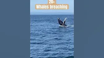 20+ Whale Breaches in 60 seconds