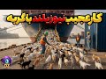 نیوزیلند 3 000 گربه در جزیره ای دور افتاده به مدت 200 سال رها کرد نتیجه دیوانه کننده بود نیوزیلند 3 000 گربه در جزیره ای دور افتاده به مدت 200 سال رها کرد نتیجه دیوانه کننده بود