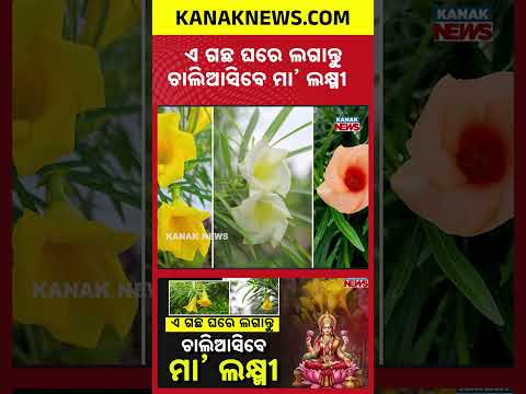 Vastu Tips for Money Planting | Kaneri Plant Benefits for Wealth at Home