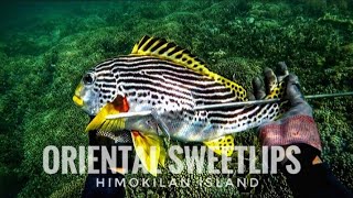 SPEARFISHING ORIENTAL SWEETLIPS👉🎯||#spearfishingphilippines #gopro #supportlocal #supportmychannel