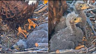 CLOSEUPS &amp; ZOOM ON SHADOW'S FOOT! 👣  CHICKS GREW OVERNIGHT! SUPER SIZED CROPS! FOBBVCAM 4.23.26