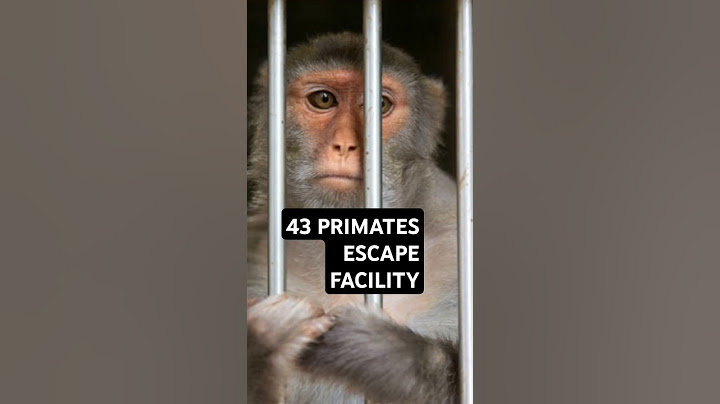 Monkeys on the Loose in Yemassee!