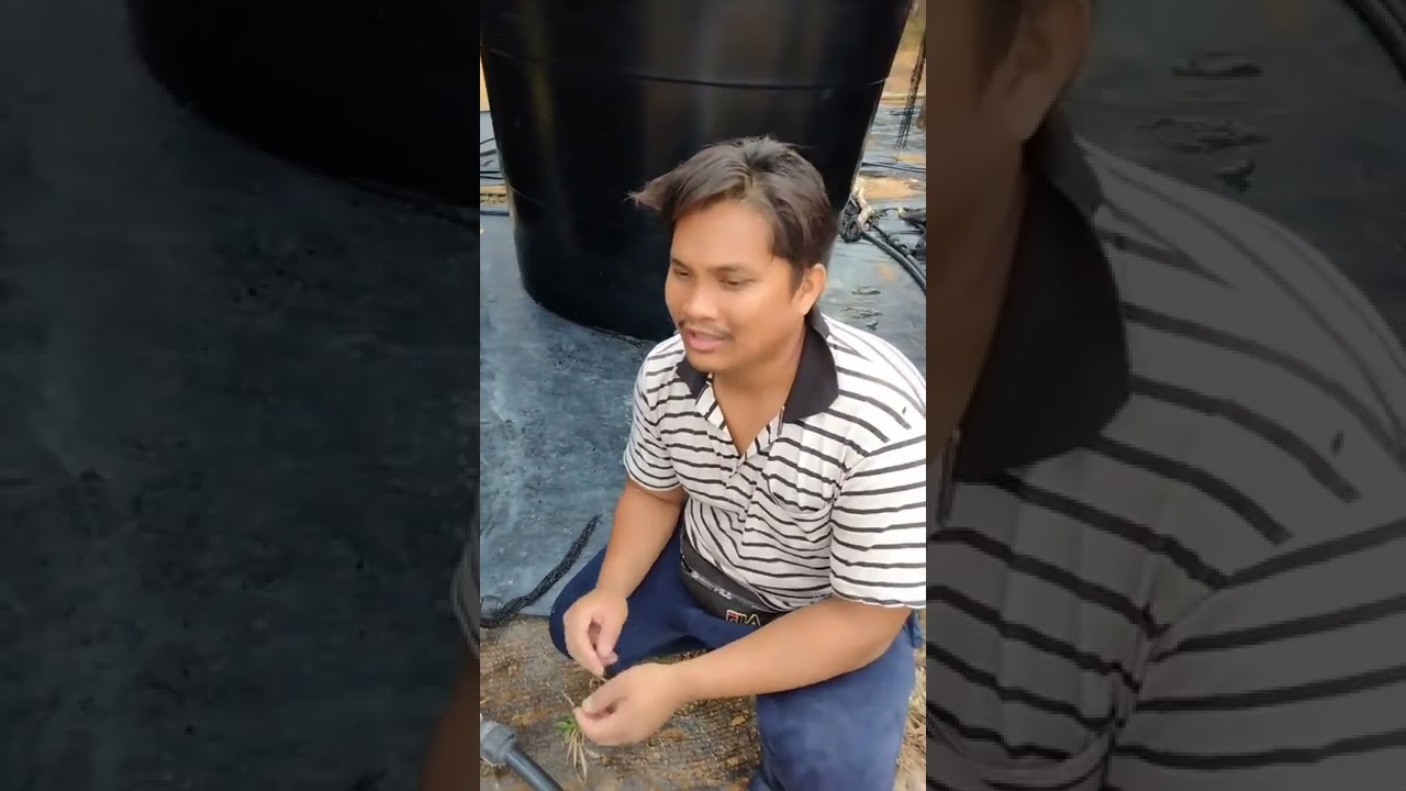 Cara membuat siraman sistem free energy 100%