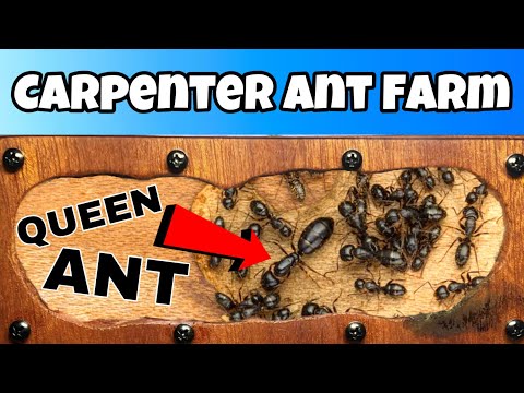 I Gave My Black Carpenter Ants a New Outworld