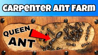 I Gave My Black Carpenter Ants a New Outworld