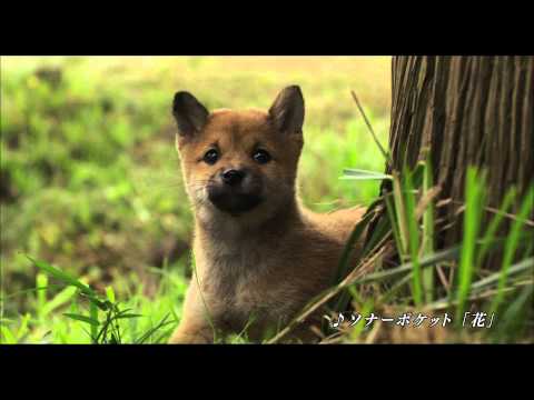 映画『ひまわりと子犬の7日間』滝川クリステルさん出演のＴＶスポット