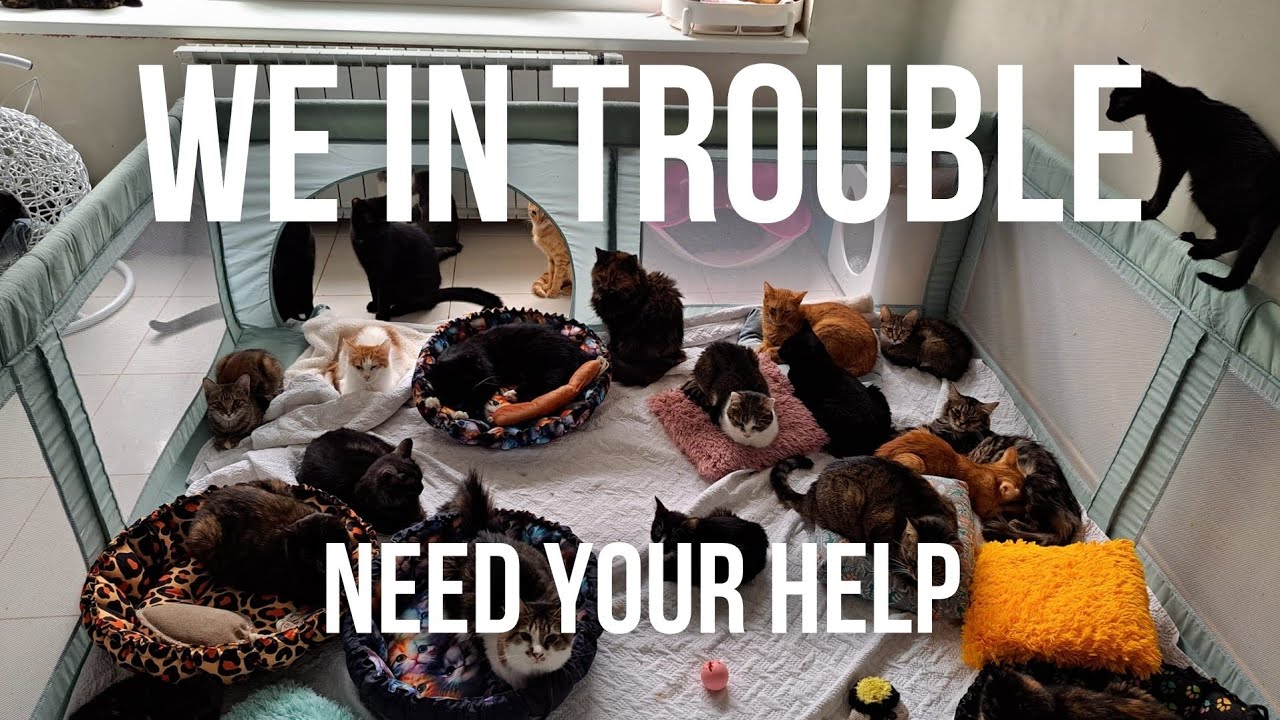 Image result for 200 CATS in serious danger. We need your help - YouTube