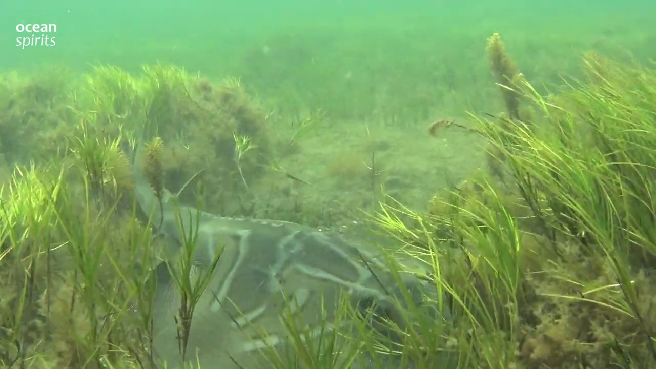 Southern Fiddler Ray