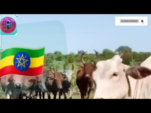 ቪዲዮ: ማንም ሰው ዲሲሜትር ይጠቀማል?